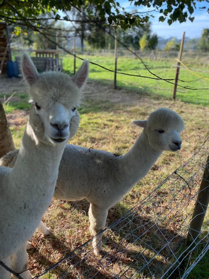 Onze alpaca's